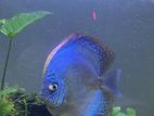 Discus Fish
