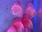 Discus Fish