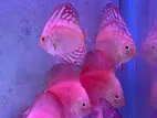 Discus Fish