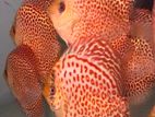 Discus Fish