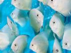 Discus Fish