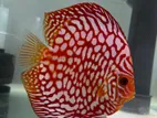 Discus Fish
