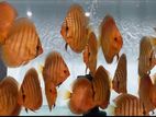 Discus Fish