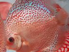 Discus Fish