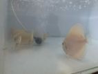 Discus Fish