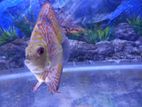 Discus Fish