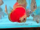 Discus Fish