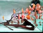 Discus Fish
