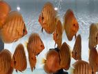 Discus Fish