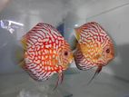 Discus Fish