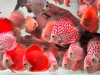 Discus Fish