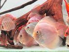 Discus Fish