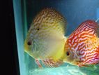 Discus Fish