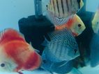 Discus Fish