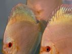 Discus Fish