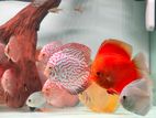 Discus Fish