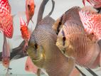 Discus Fish