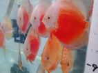 Discus Fish