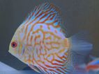 Discus Fish