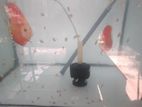 Discus Fish