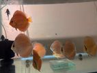 Discus Fish