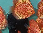 Discus Fish