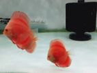 Discus Fish
