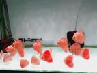 Discus Fish