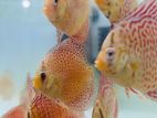Discus Fish