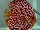 Discus Fish