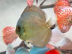 Discus Fish