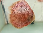 Discus Fish