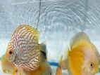 Discus fish