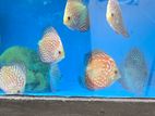 Discus Fish