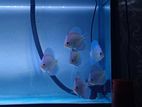 Discus Fish