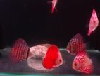 Discus Fish
