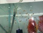 Discus Fish