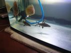 Discus Fish