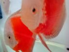 Discus fish