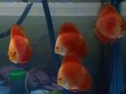Discus Fish