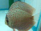 Discus Fish