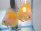 Discus Fish