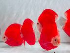 Discus Fish