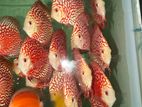 Discus Fish