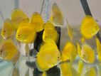 Discus Fish