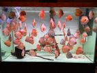 Discus Fish