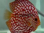 Discus Fish