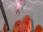 Discus Fish