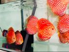 Discus Fish