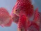 Discus Fish